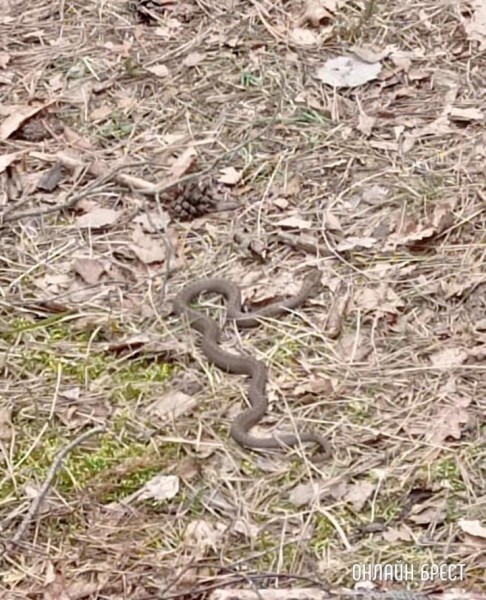 
                Читатель: Гадюки уже не спят. Фото сделано в Брестской области в Малорите
            