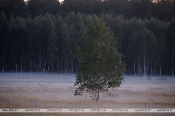 Осеннее утро в Беловежской пуще Осеннее утро в Беловежской пуще