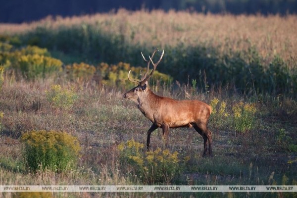 Осеннее утро в Беловежской пуще Осеннее утро в Беловежской пуще