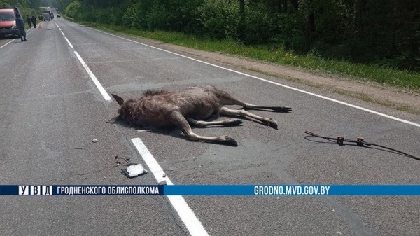 Сбитый лось приземлился на крышу ехавшего МАЗа. Погиб водитель легковушки Сбитый лось приземлился на крышу ехавшего МАЗа. Погиб водитель легковушки
