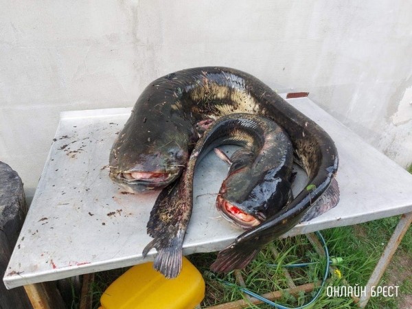 Читатель: 45 кг! Вот такого огромного сома поймал житель Брестской области
Читатель: 45 кг! Вот такого огромного сома поймал житель Брестской области