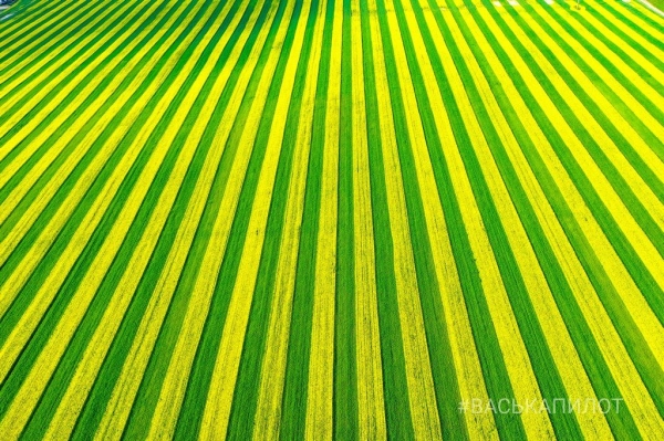 Так выглядит рапсовое поле в Брестской области
Так выглядит рапсовое поле в Брестской области