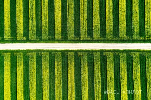 Так выглядит рапсовое поле в Брестской области
Так выглядит рапсовое поле в Брестской области