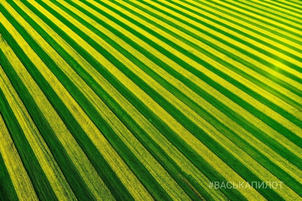 Так выглядит рапсовое поле в Брестской области
Так выглядит рапсовое поле в Брестской области