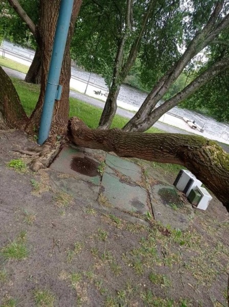 Досталось и машине. Последствия непогоды в Бресте Досталось и машине. Последствия непогоды в Бресте