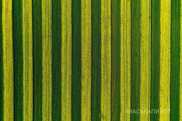 Так выглядит рапсовое поле в Брестской области
Так выглядит рапсовое поле в Брестской области