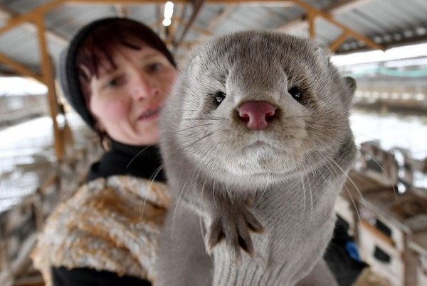 В Пинском районе норки полакомятся «импортозамещающим» комбикормом В Пинском районе норки полакомятся «импортозамещающим» комбикормом