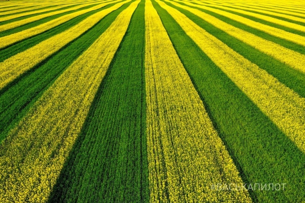 Так выглядит рапсовое поле в Брестской области
Так выглядит рапсовое поле в Брестской области