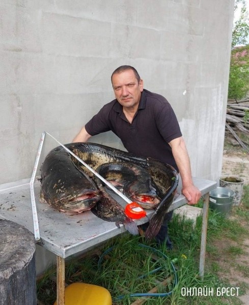Читатель: 45 кг! Вот такого огромного сома поймал житель Брестской области
Читатель: 45 кг! Вот такого огромного сома поймал житель Брестской области