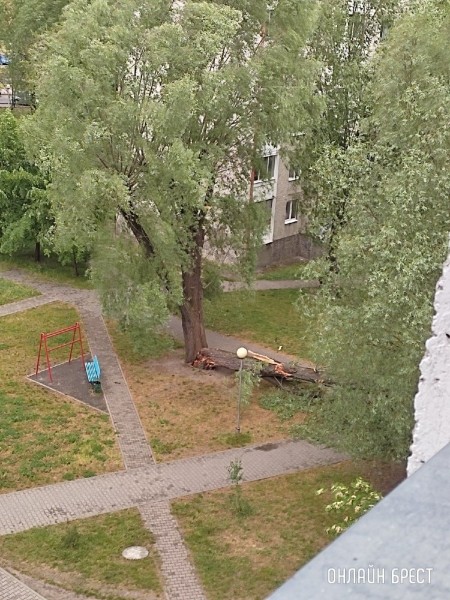 Читатель: На Суворова в Бресте упало дерево
Читатель: На Суворова в Бресте упало дерево