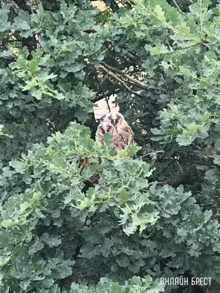 Читатель: Милота! В Бресте на Востоке поселились совы :)
Читатель: Милота! В Бресте на Востоке поселились совы :)