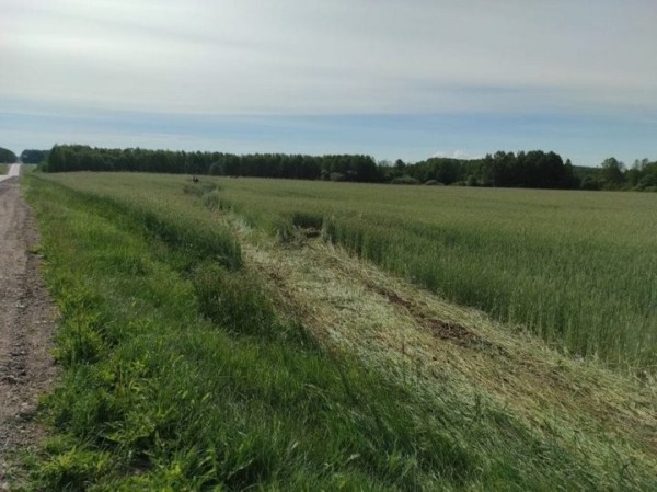 Вылетел из салона на 20 метров. В Беларуси водитель Audi получил тяжелые травмы, избегая столкновения с косулей Вылетел из салона на 20 метров. В Беларуси водитель Audi получил тяжелые травмы, избегая столкновения с косулей