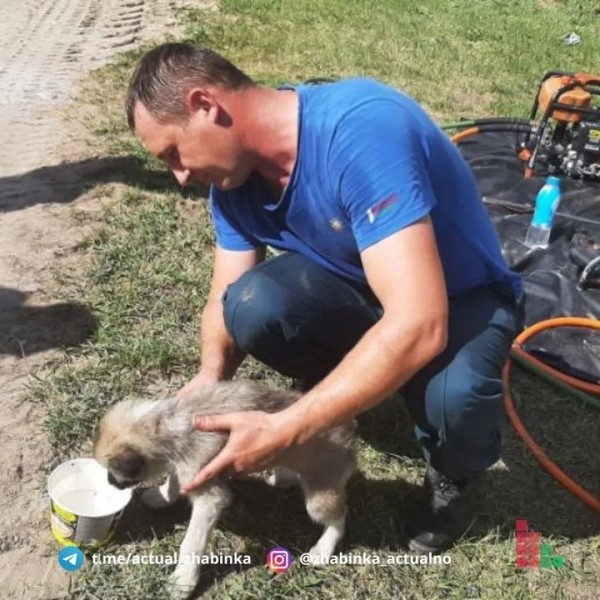 В Жабинке сотрудники МЧС спали щенка В Жабинке сотрудники МЧС спали щенка