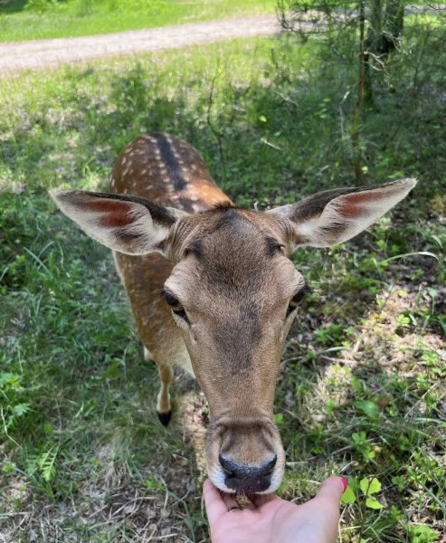 Летний сезон! Два парка! Редкие животные и птицы в «Диприз»! Летний сезон! Два парка! Редкие животные и птицы в «Диприз»!