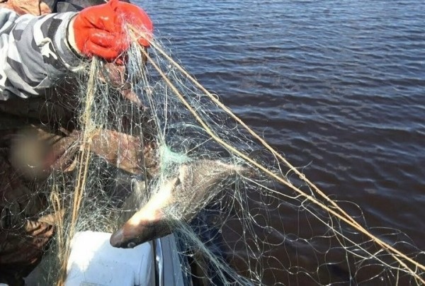 Суд Дрогичинского района вынес приговор двум браконьерам