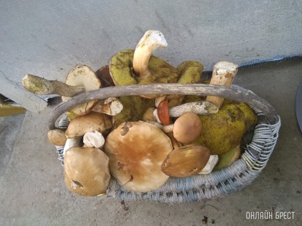 В Беларуси насчитывается более 200 видов съедобных грибов. Расскажем о некоторых из них. В Беларуси насчитывается более 200 видов съедобных грибов. Расскажем о некоторых из них.