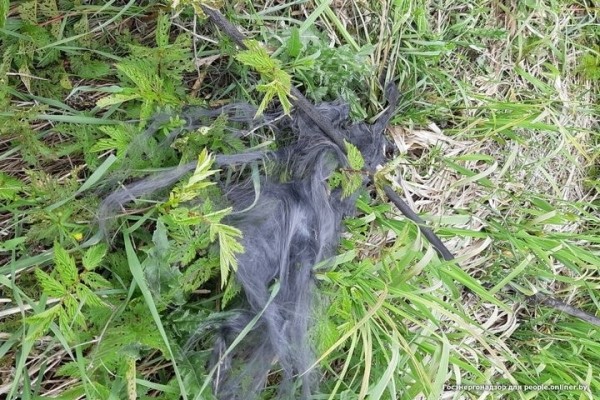 Один умер, двое ранены. Рыбаки массово открыли сезон электротравм Один умер, двое ранены. Рыбаки массово открыли сезон электротравм