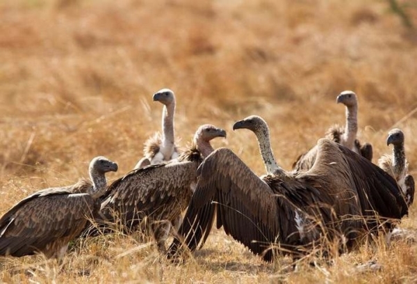 Какая максимальная высота полета птицы? Какая максимальная высота полета птицы?