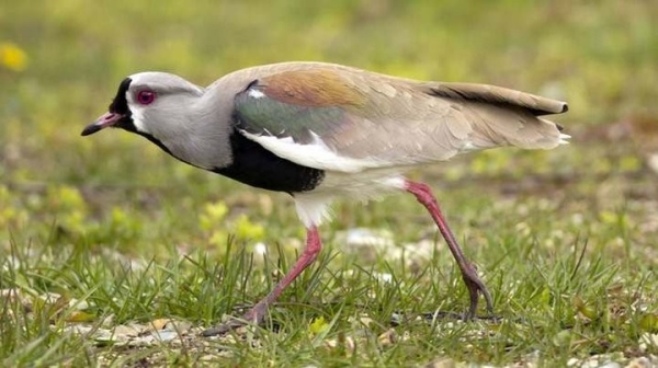 Какая максимальная высота полета птицы? Какая максимальная высота полета птицы?