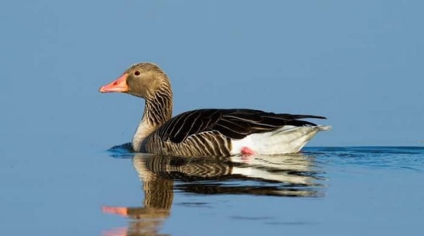 Какая максимальная высота полета птицы? Какая максимальная высота полета птицы?