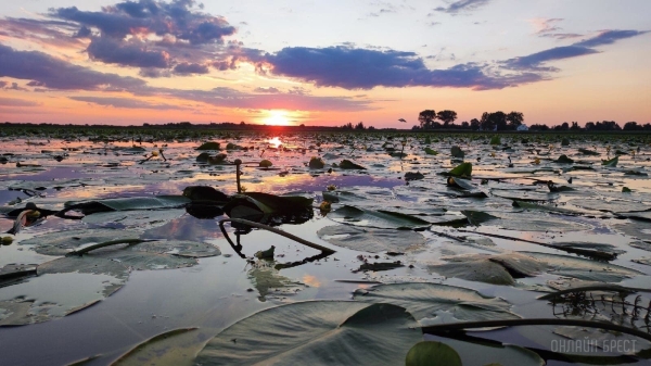 Читатель: Красота! Споровское озеро. Брестская область, Берёзовский район
Читатель: Красота! Споровское озеро. Брестская область, Берёзовский район