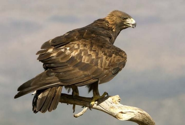 Какая максимальная высота полета птицы? Какая максимальная высота полета птицы?