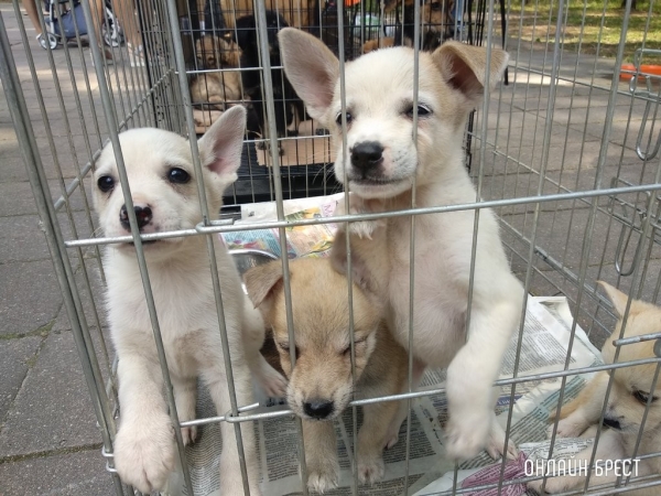 Как любовь к собакам едва не оставила женщину и ее сына без крыши над головой. Случай в Беларуси Как любовь к собакам едва не оставила женщину и ее сына без крыши над головой. Случай в Беларуси