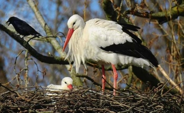 Какая максимальная высота полета птицы? Какая максимальная высота полета птицы?