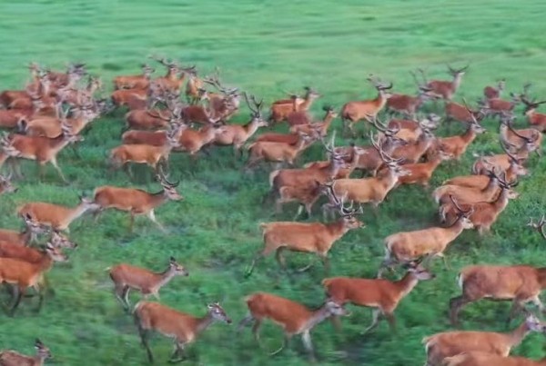 
                Беловежская пуща. Смотрим на животных с высоты
            