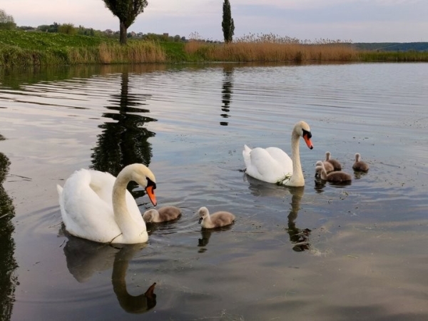 Очень вреден черный хлеб. Орнитологи рассказали, когда, чем и каких птиц можно подкармливать в городе Очень вреден черный хлеб. Орнитологи рассказали, когда, чем и каких птиц можно подкармливать в городе