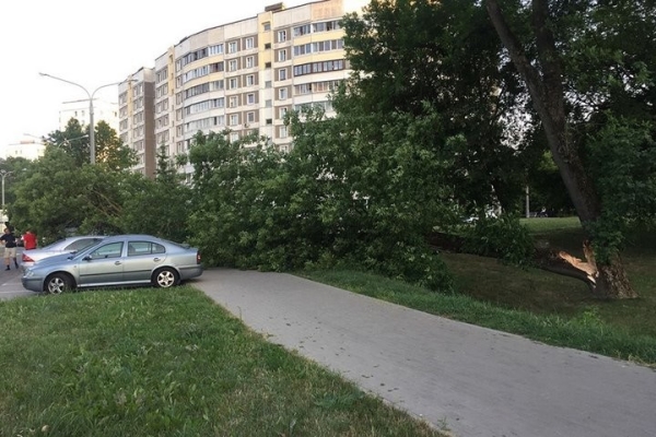 Как владелица взыскала ущерб за разбитый деревом Nissan Как владелица взыскала ущерб за разбитый деревом Nissan