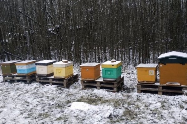 Увлечение родом из детства: как пчеловод из Кобрина продолжает дело родителей Увлечение родом из детства: как пчеловод из Кобрина продолжает дело родителей