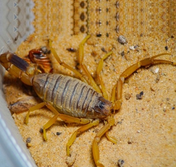 Нашествие пауков-гигантов, скорпионов, ящериц и тарантулов в Бресте. Приходи на выставку «Опасные и прекрасные» в кинотеатре «Беларусь» Нашествие пауков-гигантов, скорпионов, ящериц и тарантулов в Бресте. Приходи на выставку «Опасные и прекрасные» в кинотеатре «Беларусь»