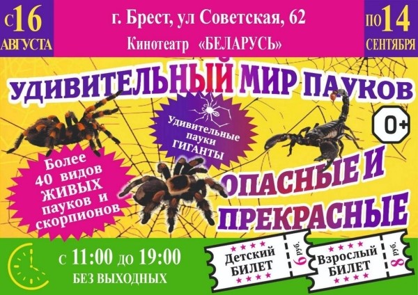 Нашествие пауков-гигантов, скорпионов, ящериц и тарантулов в Бресте. Приходи на выставку «Опасные и прекрасные» в кинотеатре «Беларусь» Нашествие пауков-гигантов, скорпионов, ящериц и тарантулов в Бресте. Приходи на выставку «Опасные и прекрасные» в кинотеатре «Беларусь»