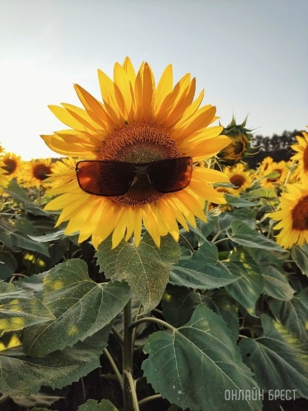 Читатель: В Брестской области находится очень красиво поле подсолнухов
Читатель: В Брестской области находится очень красиво поле подсолнухов