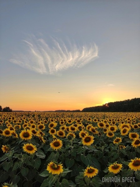 Читатель: В Брестской области находится очень красиво поле подсолнухов
Читатель: В Брестской области находится очень красиво поле подсолнухов