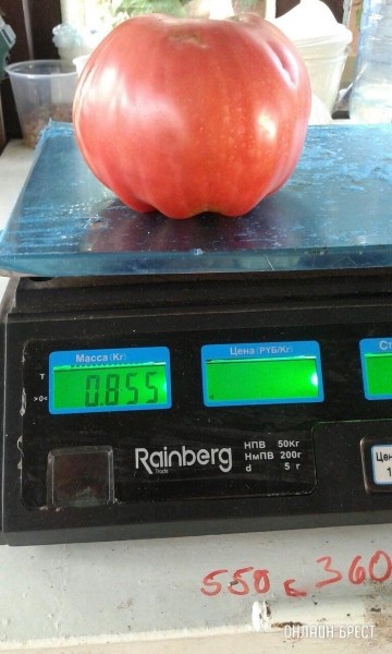 Читатель: Огромные помидоры выросли в д. Струга (Малоритский район)
Читатель: Огромные помидоры выросли в д. Струга (Малоритский район)