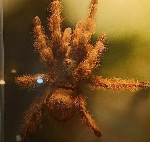 Нашествие пауков-гигантов, скорпионов, ящериц и тарантулов в Бресте. Приходи на выставку «Опасные и прекрасные» в кинотеатре «Беларусь» Нашествие пауков-гигантов, скорпионов, ящериц и тарантулов в Бресте. Приходи на выставку «Опасные и прекрасные» в кинотеатре «Беларусь»