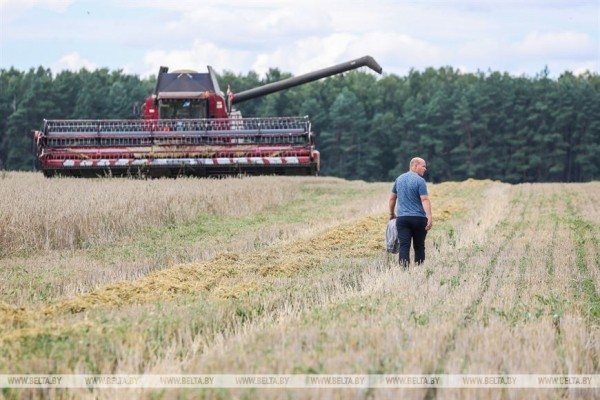 В Пружанском районе идет жатва. Фоторепортаж