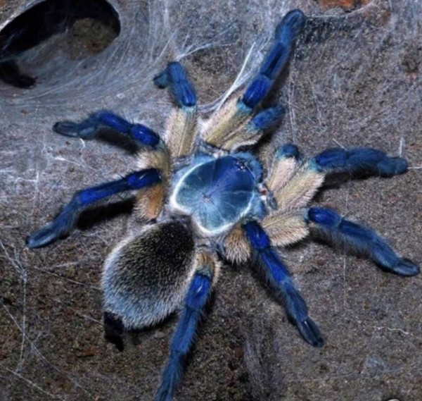 Нашествие пауков-гигантов, скорпионов, ящериц и тарантулов в Бресте. Приходи на выставку «Опасные и прекрасные» в кинотеатре «Беларусь» Нашествие пауков-гигантов, скорпионов, ящериц и тарантулов в Бресте. Приходи на выставку «Опасные и прекрасные» в кинотеатре «Беларусь»