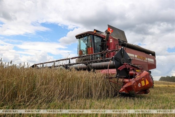 В Пружанском районе идет жатва. Фоторепортаж