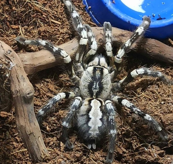 Нашествие пауков-гигантов, скорпионов, ящериц и тарантулов в Бресте. Приходи на выставку «Опасные и прекрасные» в кинотеатре «Беларусь» Нашествие пауков-гигантов, скорпионов, ящериц и тарантулов в Бресте. Приходи на выставку «Опасные и прекрасные» в кинотеатре «Беларусь»