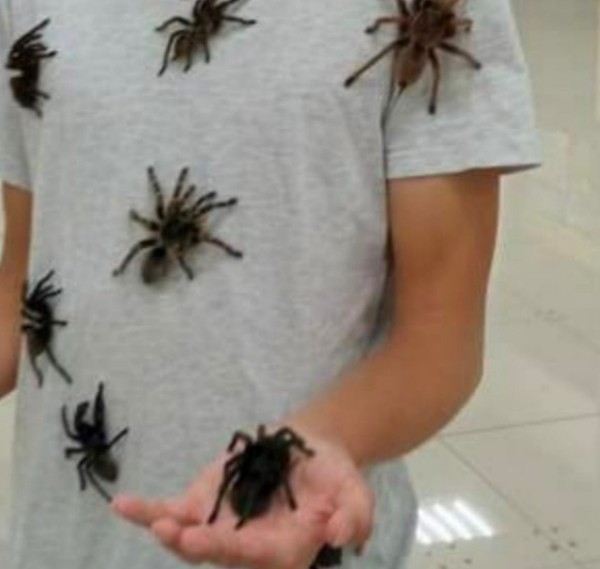 Нашествие пауков-гигантов, скорпионов, ящериц и тарантулов в Бресте. Приходи на выставку «Опасные и прекрасные» в кинотеатре «Беларусь» Нашествие пауков-гигантов, скорпионов, ящериц и тарантулов в Бресте. Приходи на выставку «Опасные и прекрасные» в кинотеатре «Беларусь»