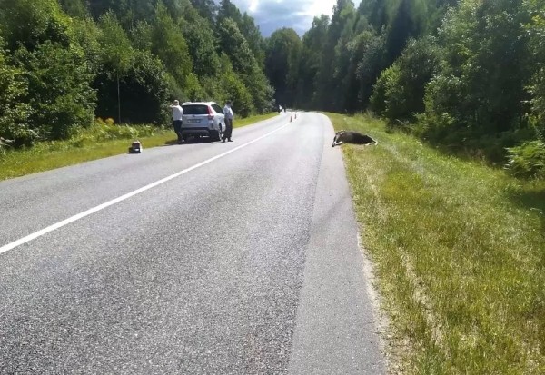 В Беларуси «Опель» сбил насмерть лося – пострадали водитель и пассажирка