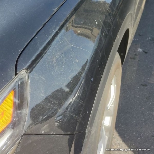 «Собаки истерзали наш автомобиль!». Происшествие в Минске