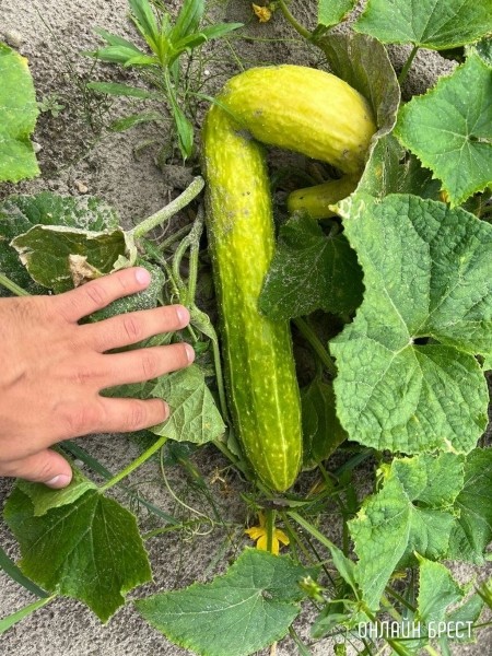 Читатель: Посмотрите, какой гигантский огурец вырос на огороде
Читатель: Посмотрите, какой гигантский огурец вырос на огороде