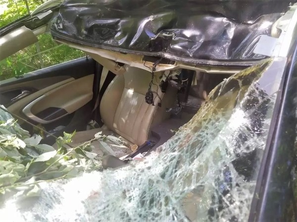 В Беларуси «Опель» сбил насмерть лося – пострадали водитель и пассажирка