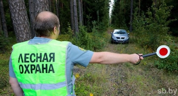 Мужчина без разрешения спилил шесть сосен в Беловежской пуще. Как его наказали