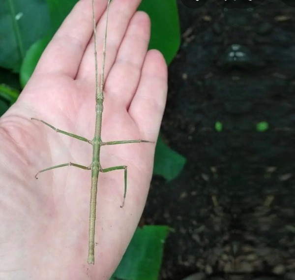 Нашествие пауков-гигантов, скорпионов, ящериц и тарантулов в Бресте. Приходи на выставку «Опасные и прекрасные» в кинотеатре «Беларусь» Нашествие пауков-гигантов, скорпионов, ящериц и тарантулов в Бресте. Приходи на выставку «Опасные и прекрасные» в кинотеатре «Беларусь»