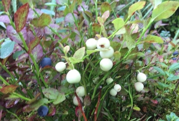 Впервые за 40 лет: в одном из белорусских заповедников нашли белую чернику Впервые за 40 лет: в одном из белорусских заповедников нашли белую чернику